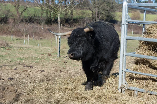 Vacca delle Highland scozzesi — Foto Stock