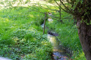 Peyzaj yeşil çimen doğa manzara