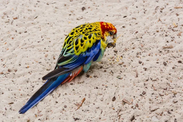 Colorato uccello pappagallo Rosella con testa rossa — Foto Stock