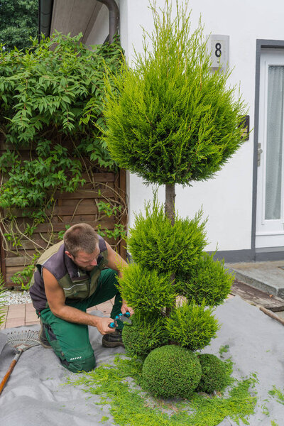 Thuja cut into shape   