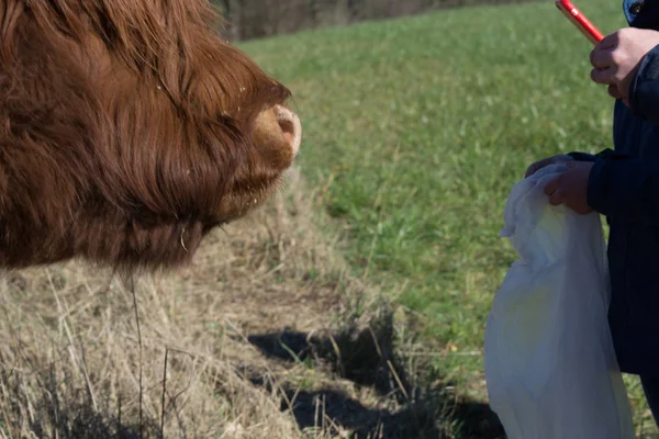 Scottish highland cow — Stock Photo, Image