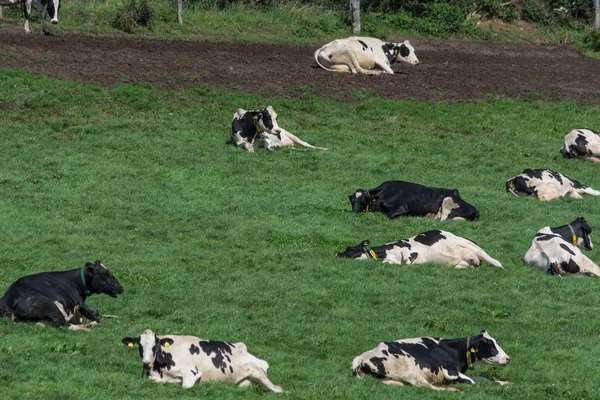 Коровы на пастбище — стоковое фото