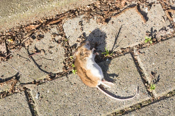 歩道で死んだマウス。選択的焦点 — ストック写真