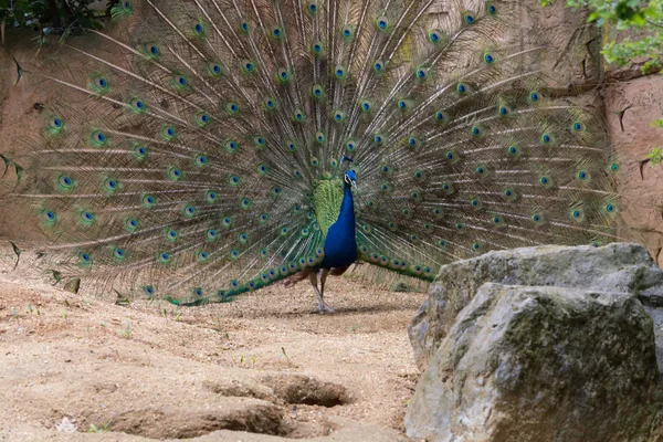 Indian Male Peacock — Stock Photo, Image