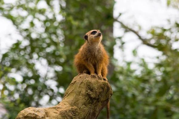 Ein einzelnes Erdmännchen steht auf einem Felsen — Stockfoto