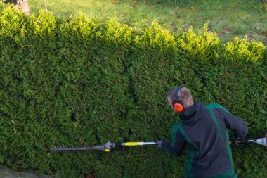 Gardener cuts a hedge  clipart