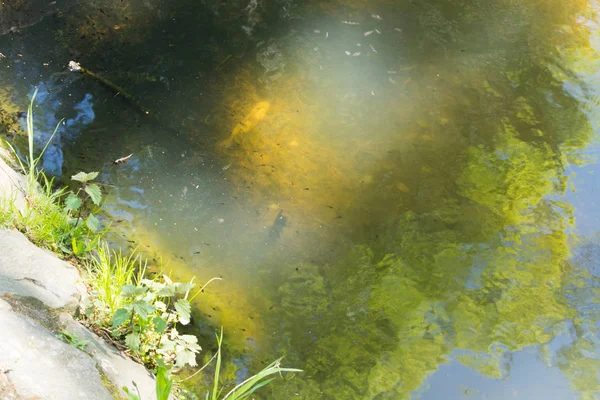 Baby grodyngel med alger — Stockfoto