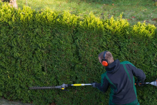 Gardener cuts a hedge — Stock Photo, Image