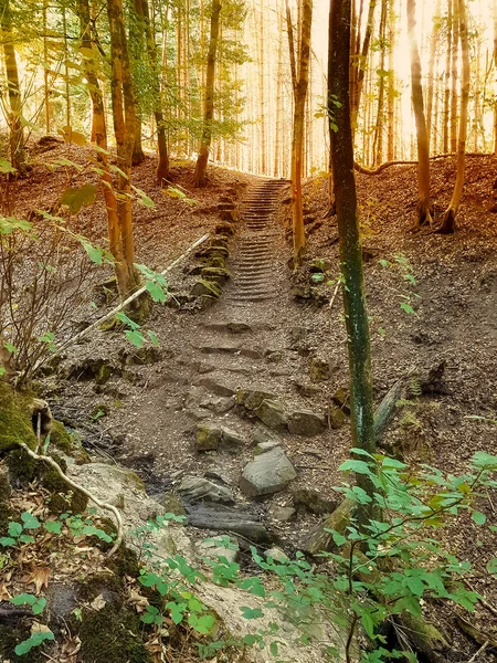 Каменные лестницы в лесу — стоковое фото