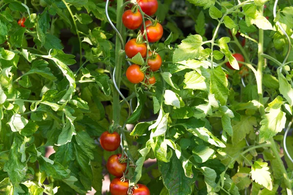 Los tomates frescos crecen en el tocón —  Fotos de Stock