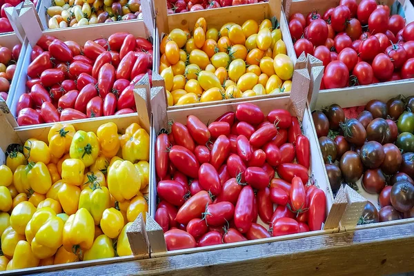 Tomates frescos ecológicos —  Fotos de Stock