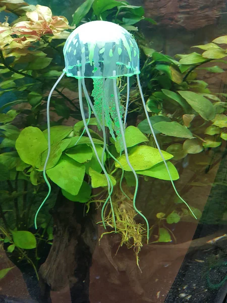 Uma água-viva verde brilhante — Fotografia de Stock