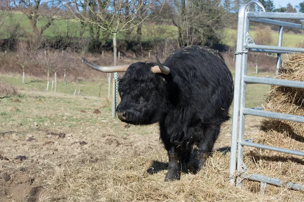 Scottish highland cow — Stock Photo, Image