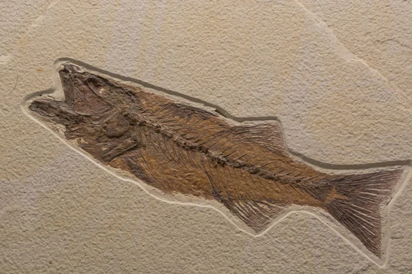 Fossil av ett liv som från havet — Stockfoto