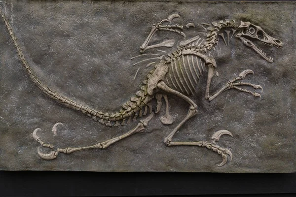 Dinosaurierfossil aus der pr historischen Evrim D