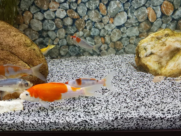 Goldfish nadando em um belo aquário casa — Fotografia de Stock