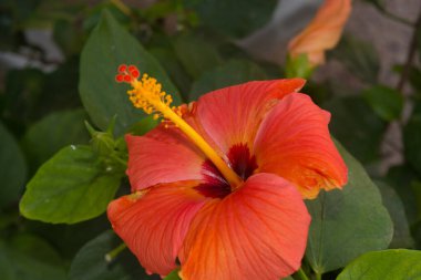 Hibiscus rosa sinensis çiçeğinin yakından bakınca erkek ve dişi üreme organlarının erkeklik organları ve erkeklik organları ortaya çıkıyor.