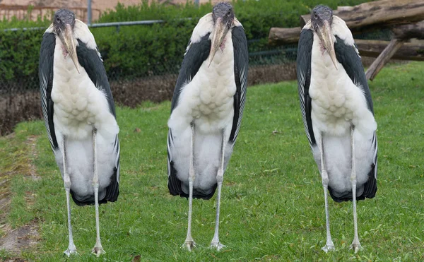 Marabou Egy Szafari Kenyában Tanzániában Afrika Homályos Háttérrel — Stock Fotó