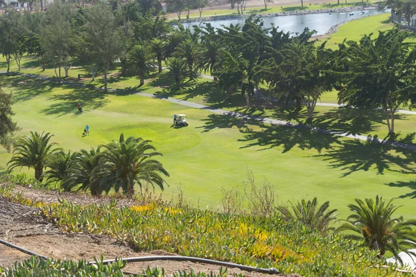 Gran Canaria Meloneras Golf Play Green Grass Palm Trees Canary — Stock Photo, Image