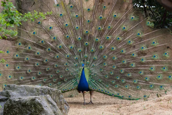 Renkli Tüyler Gösteren Yetişkin Erkek Tavus Kuşu Onun Tüyleri Gösteren — Stok fotoğraf