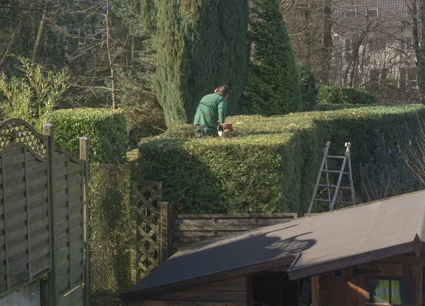 Pruning Bushes Garden Autumn Gardening — Stock Photo, Image