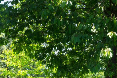 Küçük tepelerdeki doğa manzarası ve bulutlu mavi gökyüzü.