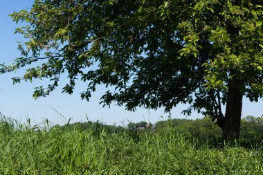 Küçük tepelerdeki doğa manzarası ve bulutlu mavi gökyüzü.