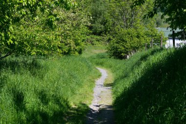 Peri masalı orman manzarası sokağı. Açık hava parkı doğa manzarası. Ağaçların ve güneş ışınlarının arasında yürümek için bir yol.