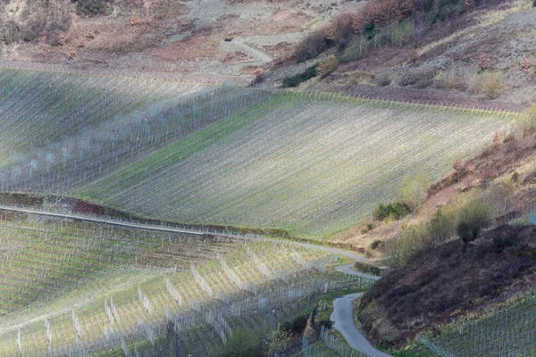 ドイツのモーゼルのブドウ畑を通る曲がりくねった道 — ストック写真