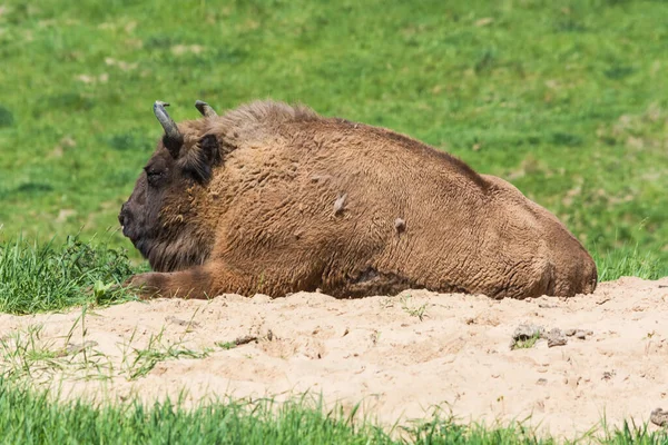 Bisons Gletscherwildschutzgebiet Neandertal Auf Einer Grünen Wiese — Stockfoto