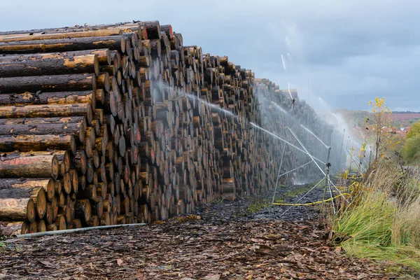 Wood yard business. Wood stacked outdoors. Concept forest industry environment