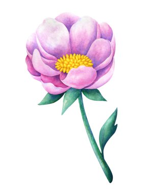 Büyük, süslü pembe bir çiçek. Botanik suluboya çizimi. Beyaz arka planda izole edilmiş güzel bir şakayık. Resim yükle