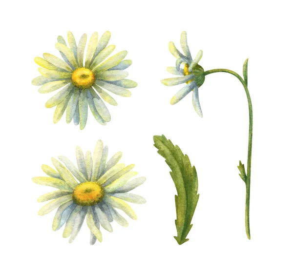 Blommor Vit Kamomill Uppsättning Botaniska Akvarell Illustrationer Lagerbild Blomma Bud — Stockfoto