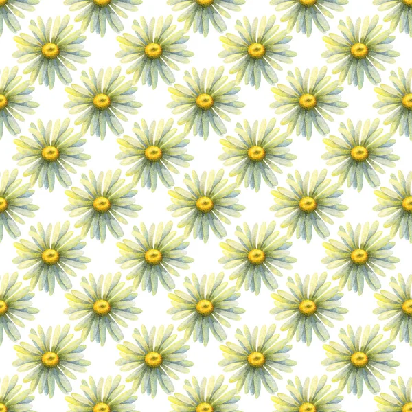 Divoké Sedmikrásky Bezešvé Vzor Akvarelem Ilustrace Květin Bílém Pozadí Květinová — Stock fotografie