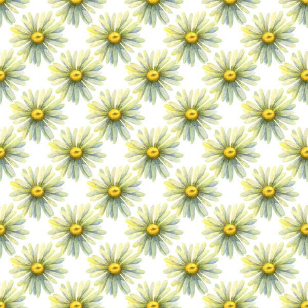 Wild Daisies Seamless Pattern Watercolor Illustration Flowers White Background Floral — Stock Photo, Image