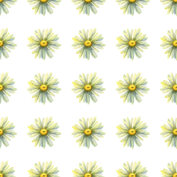 Dzikie Stokrotki Płynny Wzór Akwarelową Ilustracją Kwiatów Białym Tle Ozdoba — Zdjęcie stockowe