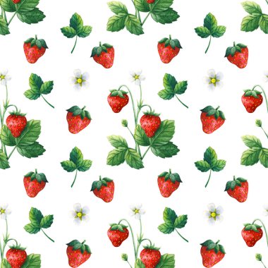 Bahçe çileği. Kırmızı böğürtlen, çiçek, çalı ve yapraklarla kusursuz desen. Beyaz arkaplanda suluboya çizimi. Mevsimsel tasarım için evrensel hisse senedi süsü