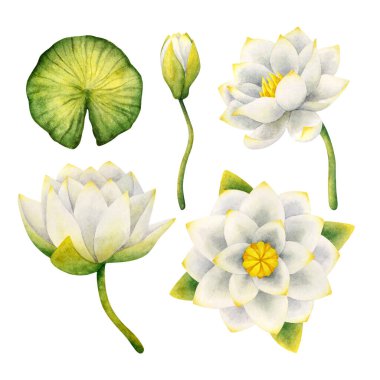 Çiçekler su, Lily, Bud, yaprak. Beyaz arka planda izole edilmiş suluboya çizimler. Narin Lotus. Hisse senedi. Dekorasyon, tasarım, çıkartma için bitki ögeleri