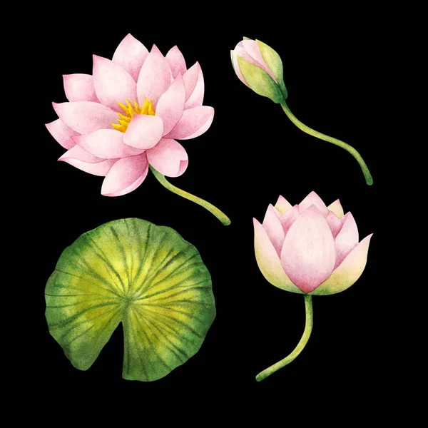 Pink water Lily flowers, Bud, leaf. Set of watercolor illustrations isolated on a  black background. The delicate Lotus. Stock image. Plant elements for decoration, design, stickers