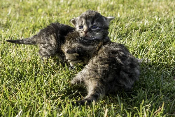 Dos Gatitos Jugando Césped —  Fotos de Stock