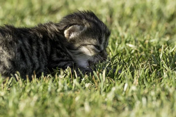 Två Små Kattungar Som Leker Gräsmattan — Stockfoto