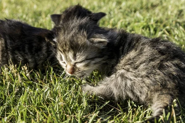 Dvě Malá Koťátka Trávníku — Stock fotografie