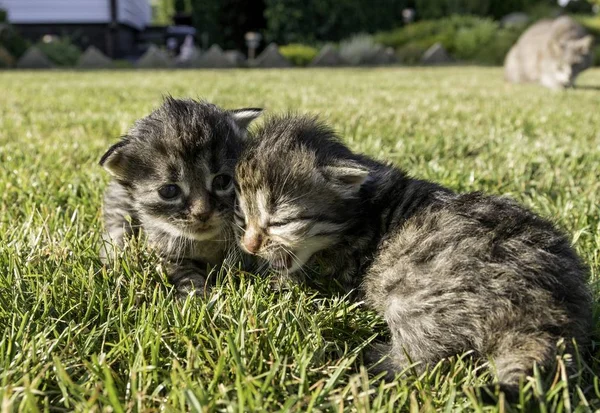 Bahçede Oynayan Iki Küçük Yavru Kedi — Stok fotoğraf