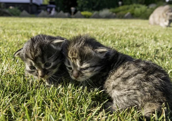 Deux Petits Chatons Jouant Sur Pelouse — Photo