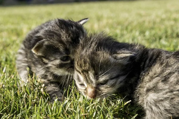 Deux Petits Chatons Jouant Sur Pelouse — Photo