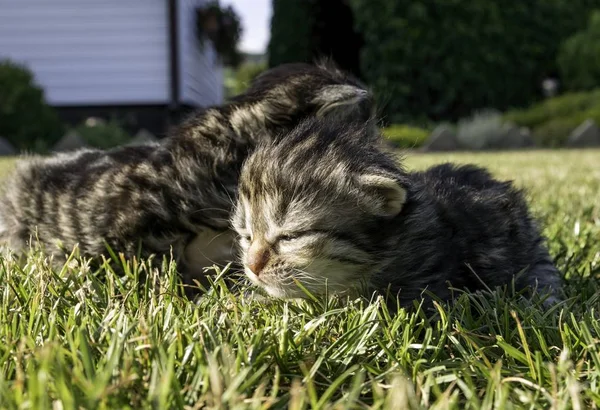 Two Little Kittens Playing Lawn — Stock Photo, Image