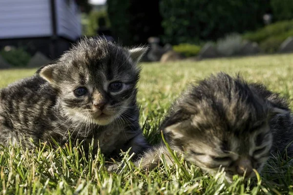 Deux Petits Chatons Jouant Sur Pelouse — Photo