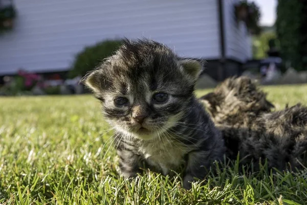 Two Little Kittens Playing Lawn — Stock Photo, Image