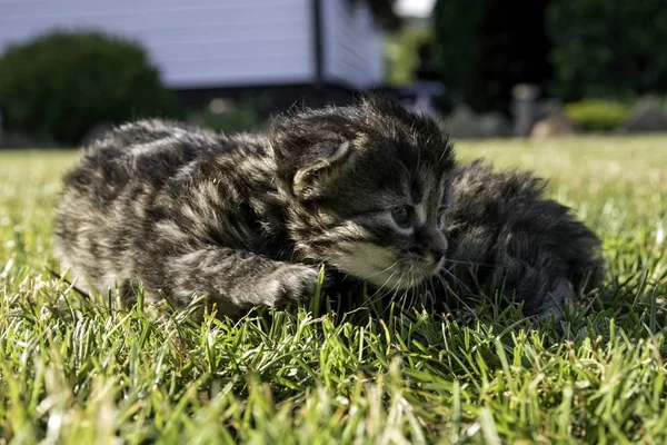 Two Little Kittens Playing Lawn — Stock Photo, Image