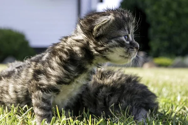 Bahçede Oynayan Iki Küçük Yavru Kedi — Stok fotoğraf